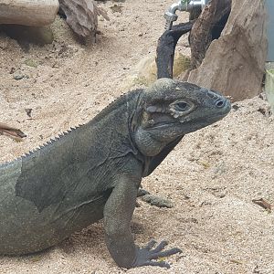 Rhinoceros Iguana (Cyclura cornuta) - Museum Komodo
