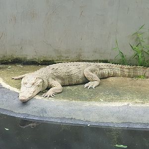 Albino Saltwater Crocodile (Crocodylus porosus) - Museum Komodo