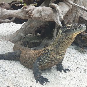 Komodo Dragon (Varanus komodoensis) - Museum Komodo