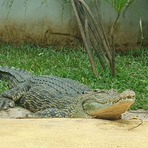 Saltwater Crocodile (Crocodylus porosus) - Museum Komodo