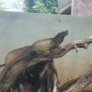 Sulawesi Sailfin Dragon (Hydrosaurus celebensis) - Museum Komodo