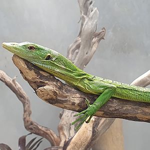 Green Tree Monitor (Varanus prasina) - Museum Komodo