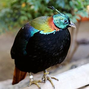 Himalayan Monal, December 2015