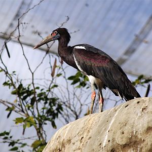 Abdim's Stork