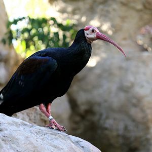 Southern Bald Ibis