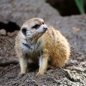 Meerkat, December 2019
