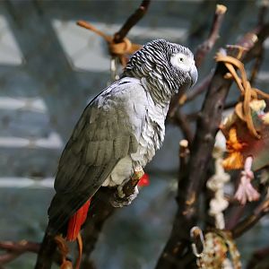 Grey Parrot, December 2015