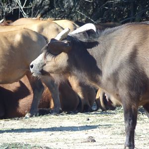 Forest Buffalo - - Réserve Africaine de Sigean (2024)