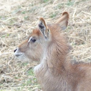 Defassa Waterbuk calf - - Réserve Africaine de Sigean (2024)
