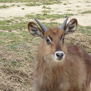 Youg Male Defassa Waterbuck - Réserve Africaine de Sigean (2024)