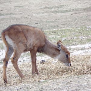 Defassa Waterbuck calf - Réserve Africaine de Sigean (2024)