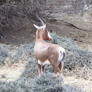 Blesbok - Réserve Africaine de Sigean - Réserve Africaine de Sigean (2024)