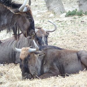 Blue Wildebeest - - Réserve Africaine de Sigean (2024)