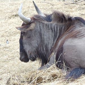 Blue Wildebeest resting - Réserve Africaine de Sigean (2024)