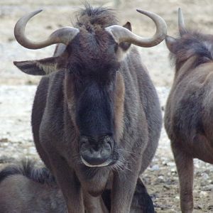 Blue Wildebeest in African plains