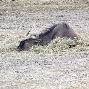 Blue Wildebeest sleeping - Réserve Africaine de Sigean (2024)