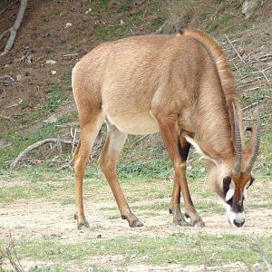 Roan antelope grazing - Réserve Africaine de Sigean (2024)