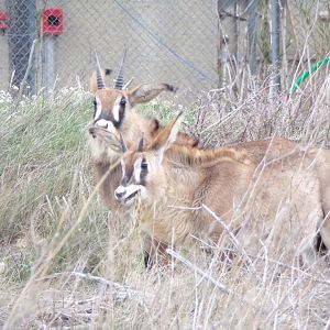 Young Roans - Réserve Africaine de Sigean (2024)