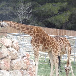 Giraffes - Réserve Africaine de Sigean (2024)