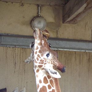Giraffe kisses - Réserve Africaine de Sigean (2024)