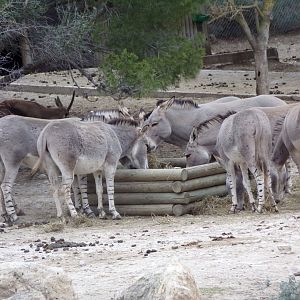 Somali wild ass - Réserve Africaine de Sigean (2024)