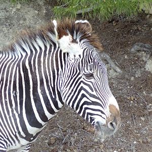Grevy's Zebra