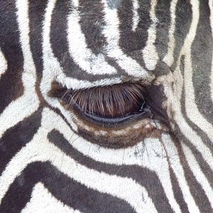 Grevy's Zebra close-up eye - Réserve Africaine de Sigean (2024)
