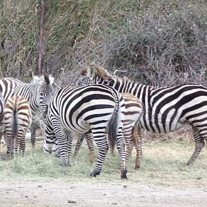 Plains Zebra - Réserve Africaine de Sigean (2024)