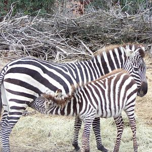 Plains Zebra foal nursing - Réserve Africaine de Sigean (2024)
