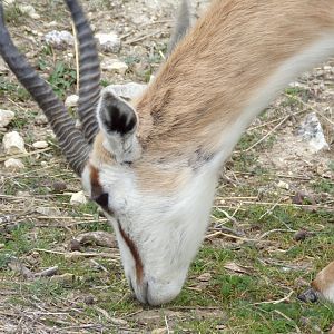 Springbok grazing - Réserve Africaine de Sigean (2024)