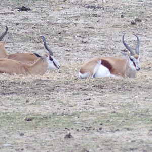 Springboks resting - Réserve Africaine de Sigean (2024)