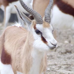 Springbok close-up - Réserve Africaine de Sigean (2024)