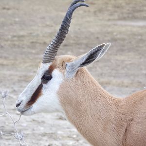 Springbok portrait - Réserve Africaine de Sigean (2024)