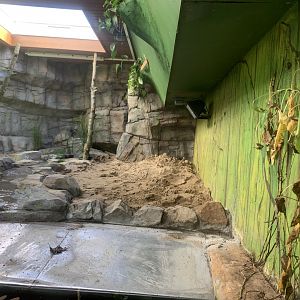 Yacare caiman exhibit revamp