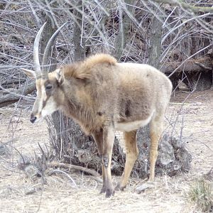 Light coated Sable antelope - Réserve Africaine de Sigean (2024)