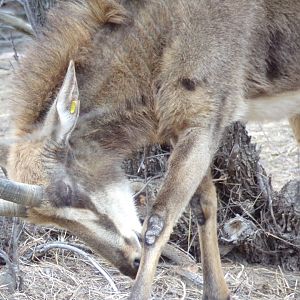 Light coated Sable close-up - Réserve Africaine de Sigean (2024)