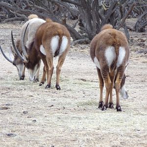 Sable antelopes - Réserve Africaine de Sigean (2024)