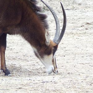 Sable antelope grazing - Réserve Africaine de Sigean (2024)