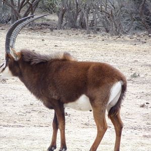 Male sable antelope - Réserve Africaine de Sigean (2024)