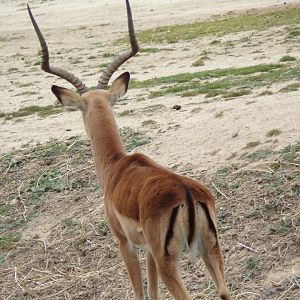 Male Impala - Réserve Africaine de Sigean (2024)