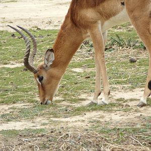 Male Impala grazing - Réserve Africaine de Sigean (2024)