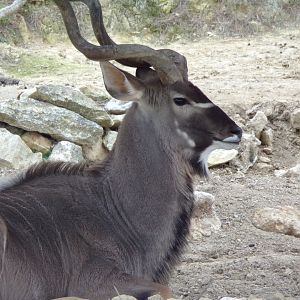 Greater Kudu male - Réserve Africaine de Sigean (2024)