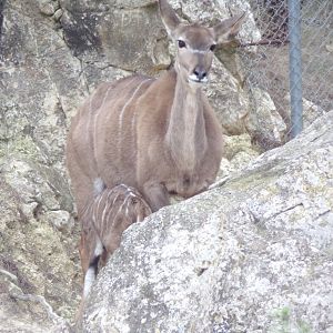 Greater Kudu calf nursing - Réserve Africaine de Sigean (2024)