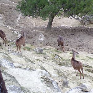Greater Kudu exhibit overview - Réserve Africaine de Sigean (2024)