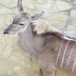 Greater Kudu female close-up - Réserve Africaine de Sigean (2024)