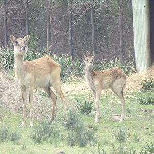 Nile Lechwe female and calf - Réserve Africaine de Sigean (2024)