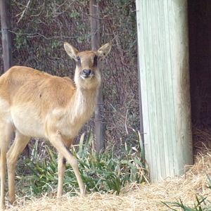 Nile Lechwe female - Réserve Africaine de Sigean (2024)