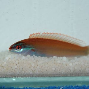 Redspot wrasse (Pseudocoris yamashiroi)