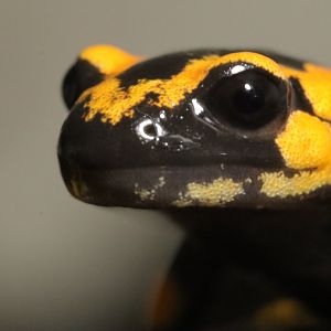 West European fire salamander (Salamandra salamandra terresteris)