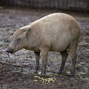 Sulawesi Babirusa